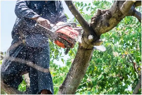 tree services Wescosville